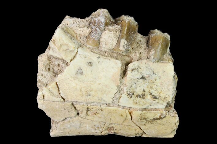 Oreodont (Merycoidodon) Jaw Section - South Dakota #136018